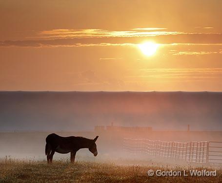 Donkey In Sunrise Mist_03927.jpg - Photographed near Orillia, Ontario, Canada.